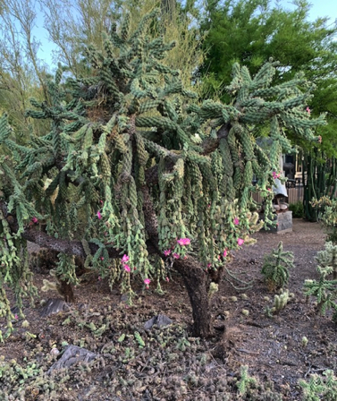 June 15 - Chain fruit cholla in bloom. 
You can't miss those hot pink blossoms!